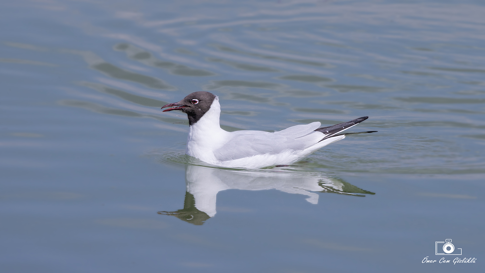 Black-headed Gull